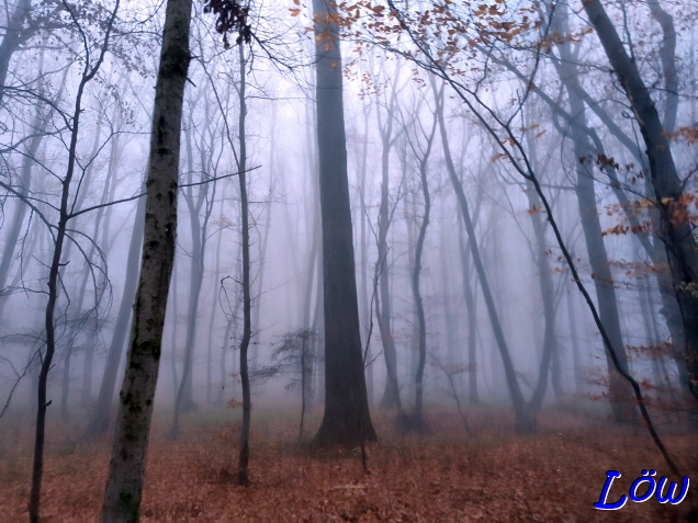 12.11.2025 - Es ist alles Grau